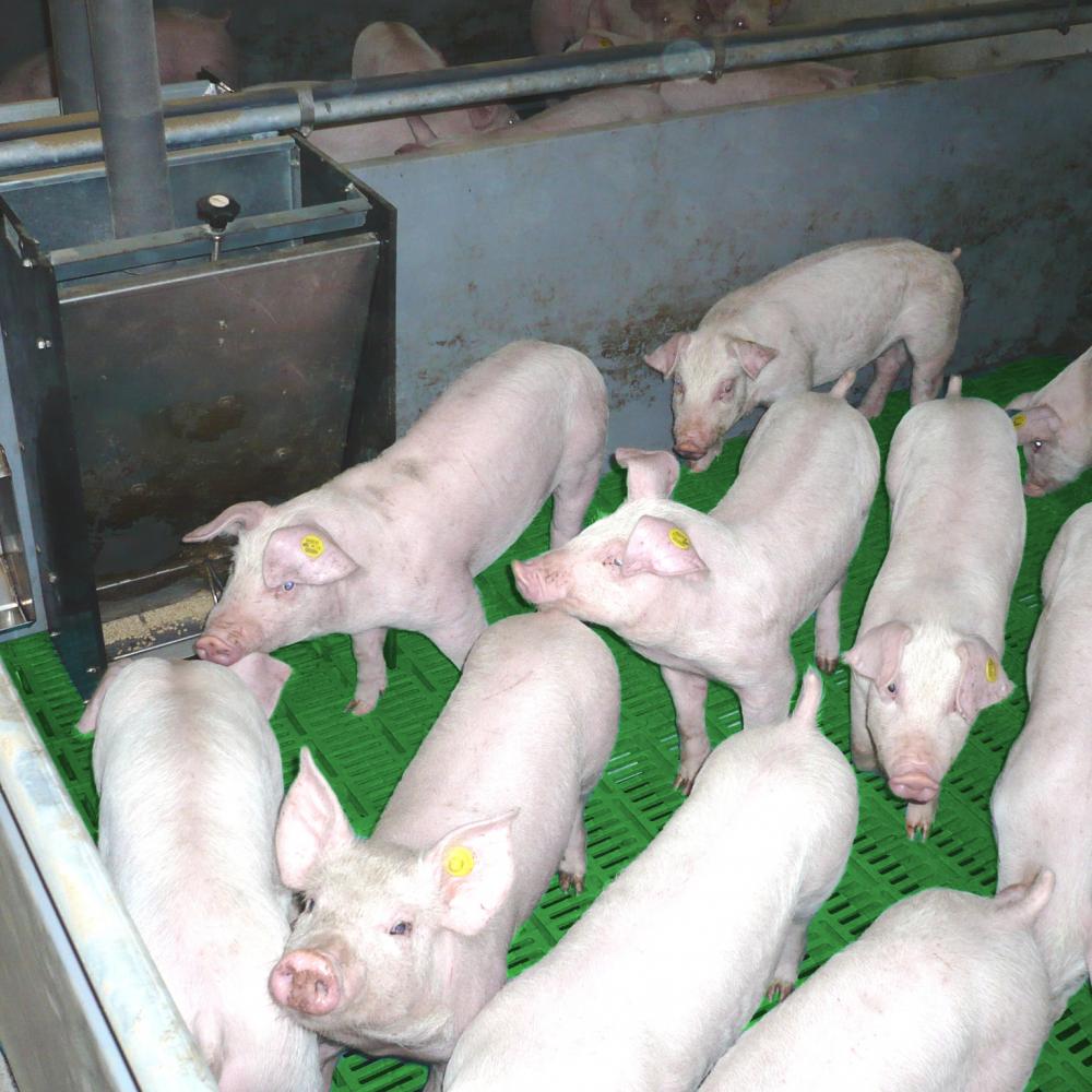 BB NL Tiele Okt08 067.jpg