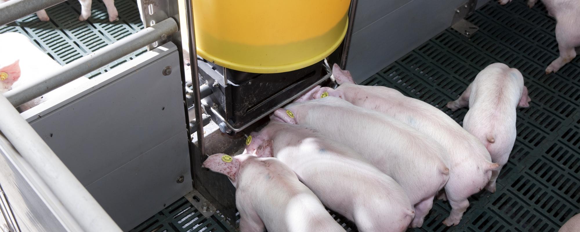 Voersystemen voor varkens