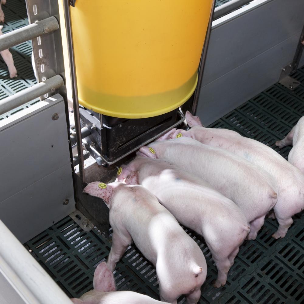 Nauwkeurig voeren met Multiphase droogvoeren