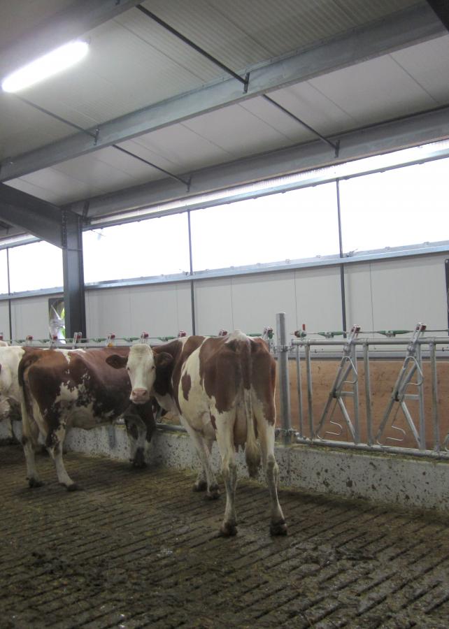 Dierhuisvestingssystemen