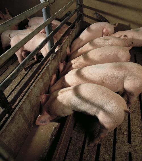 Gelten zijn het begin van de productie