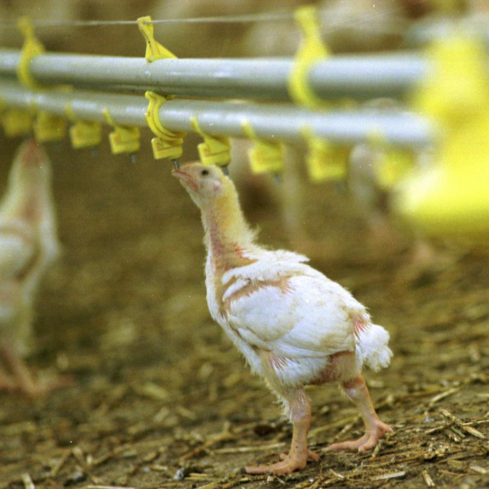 Hittestress bij pluimvee