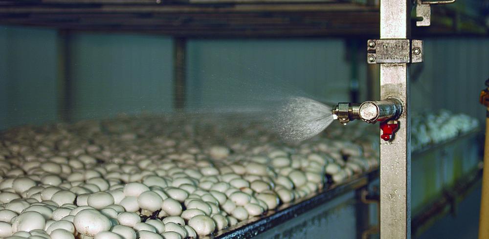 Watergeefsysteem champignons sproeibeeld