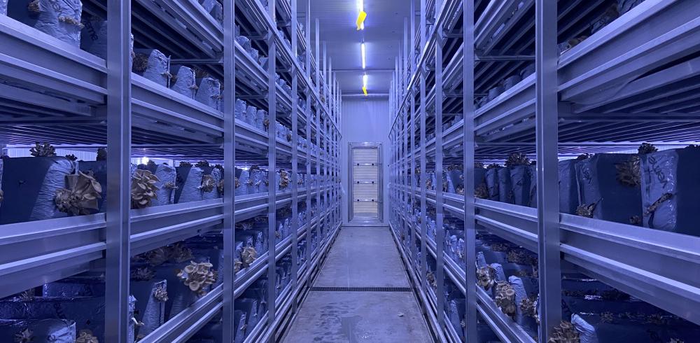 Teeltcel voor exotische paddestoelen