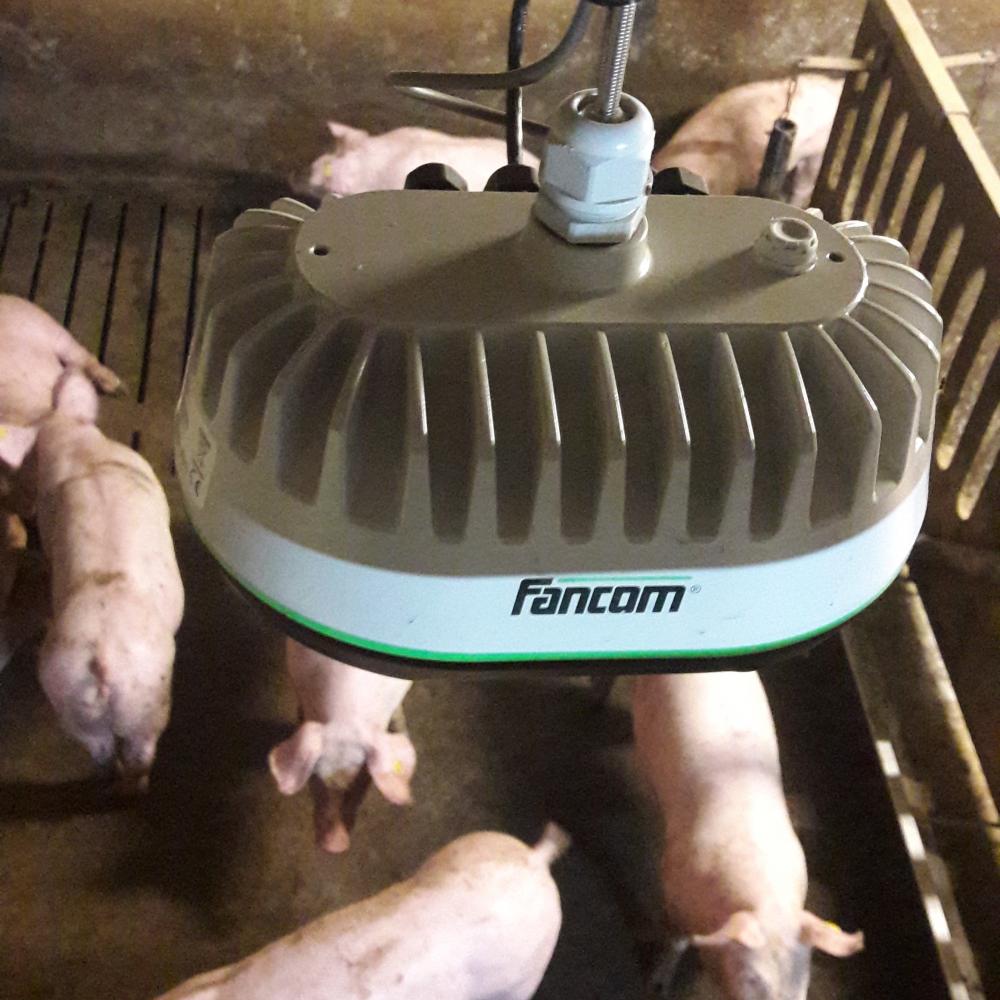 IoT sensor - eYeGrow - automatisch weegsysteem voor varkens