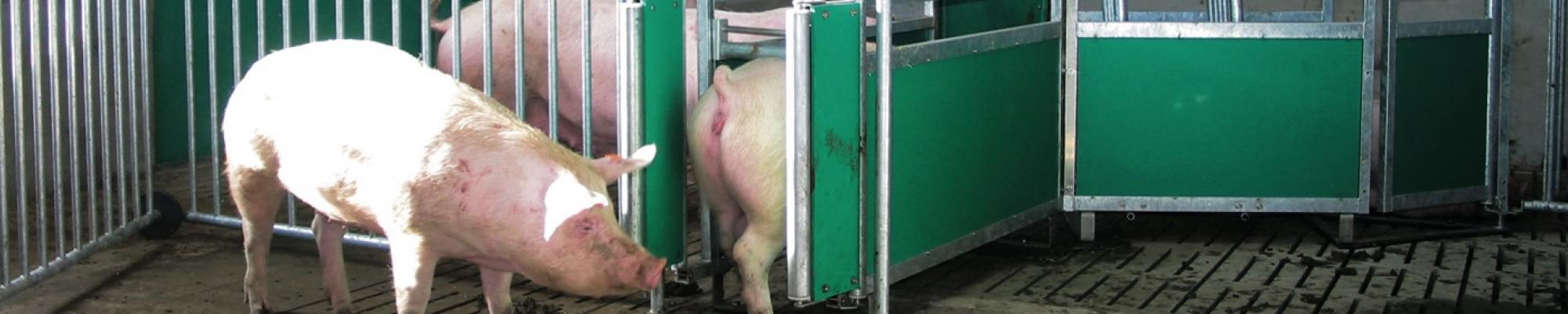 Fancom Multifase voeren met de Lumina 71 of 78