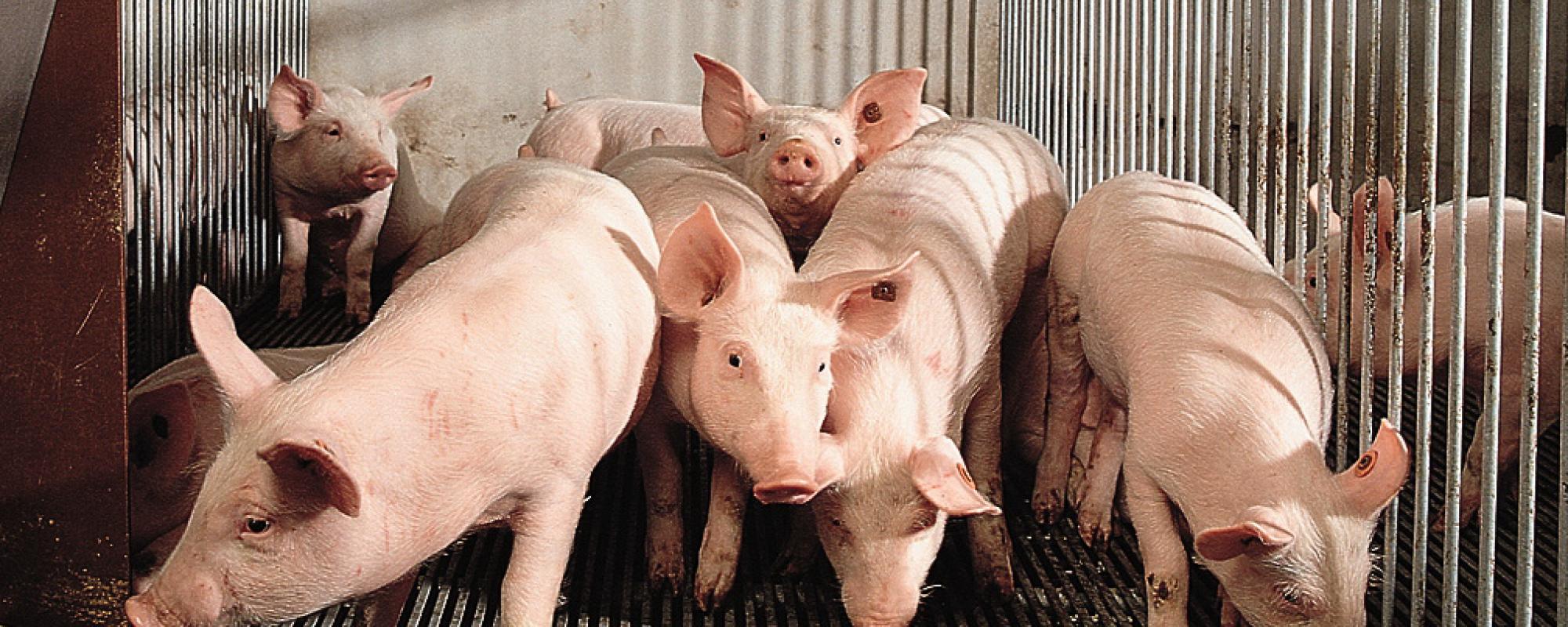 Het fokken van moderne gelten